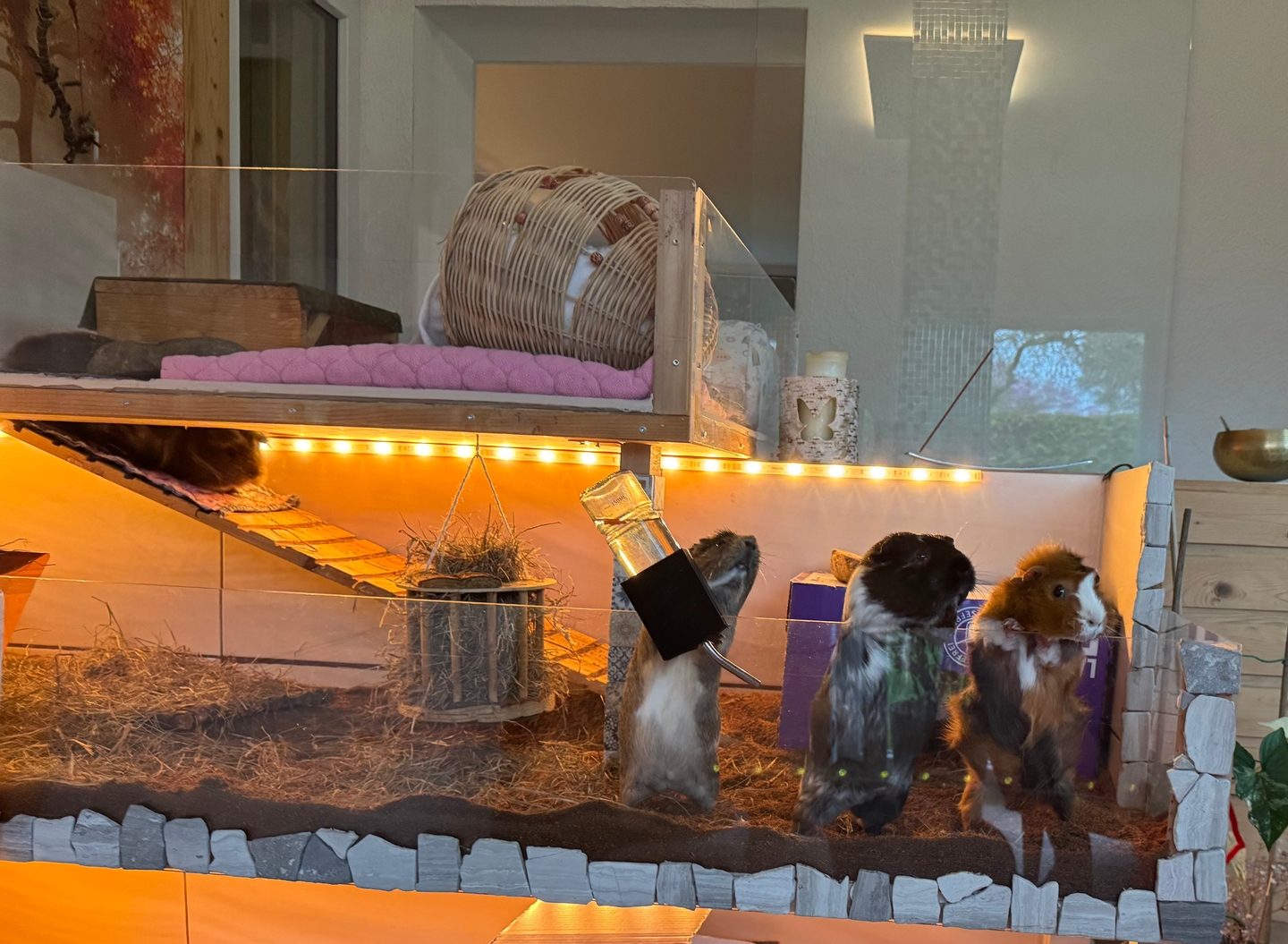 Großzügiges, warm beleuchtetes Gehege mit mehreren Meerschweinchen auf einer Schicht Kokoseinstreu, mit Häuschen und erhöhter Ebene. Kundenfoto aus einer Bewertung.