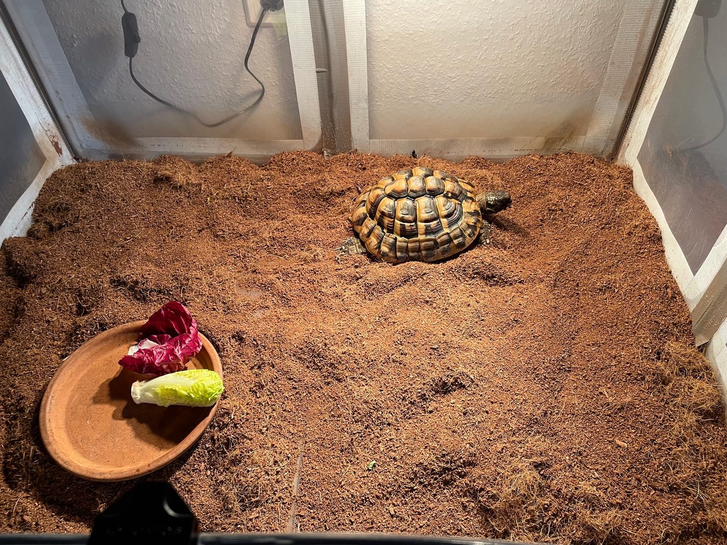 Landschildkröte auf lockerem Kokos-Bodengrund in ihrem Terrarium, daneben eine Schale mit frischem Salat. Kundenfoto aus einer Bewertung.